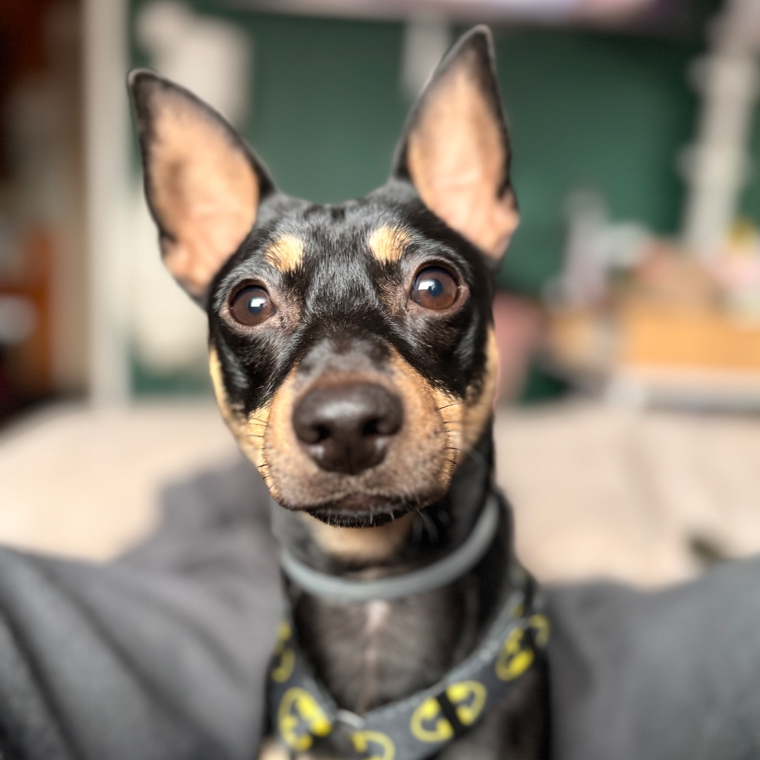 Diego – kandydat na twarz PETHELP 2027
