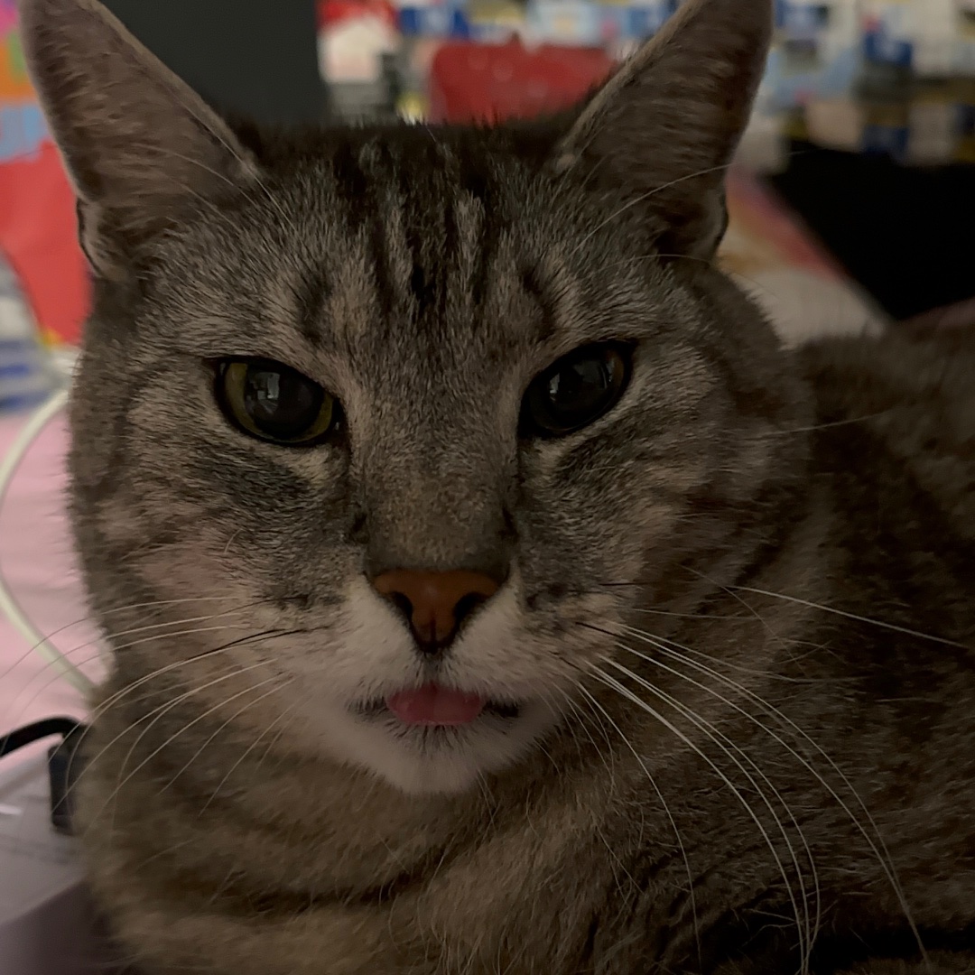 Luki – kandydat na twarz PETHELP 2027