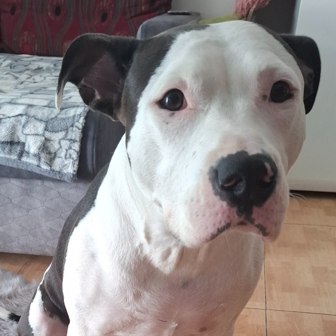 Luna – kandydat na twarz PETHELP 2027