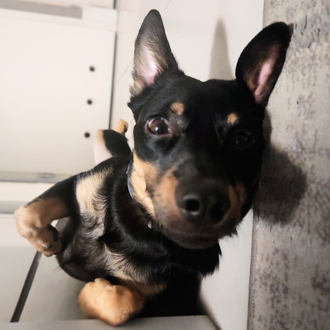 Loki – kandydat na twarz PETHELP 2027
