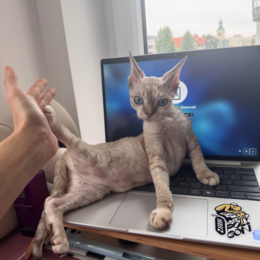 Narcyza (Cissi) – kandydat na twarz PETHELP 2027