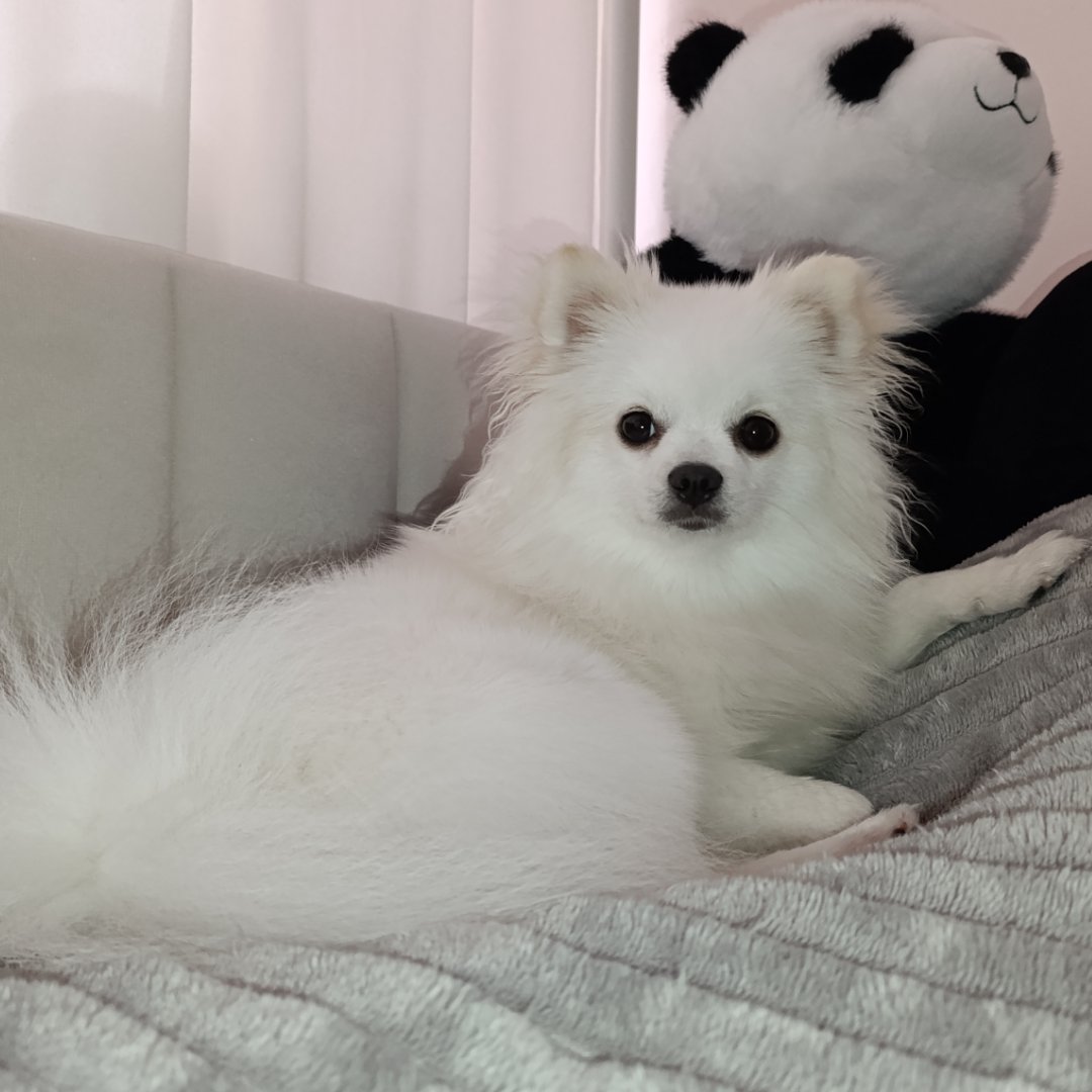 Mika – kandydat na twarz PETHELP 2027