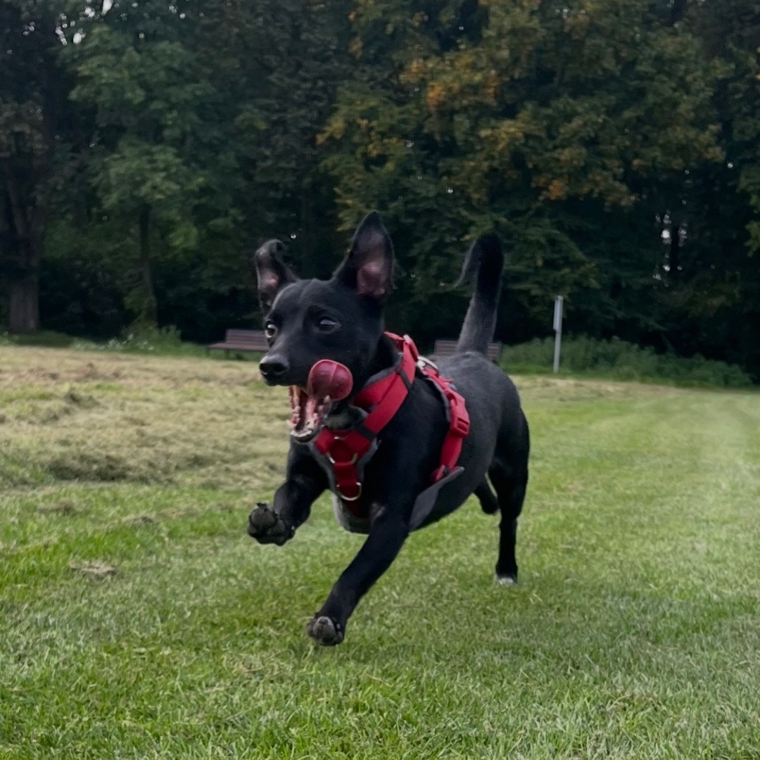 Reszka – kandydat na twarz PETHELP 2027