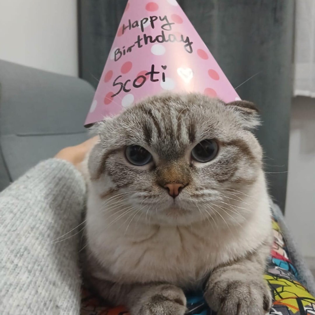 SCOTI – kandydat na twarz PETHELP 2027
