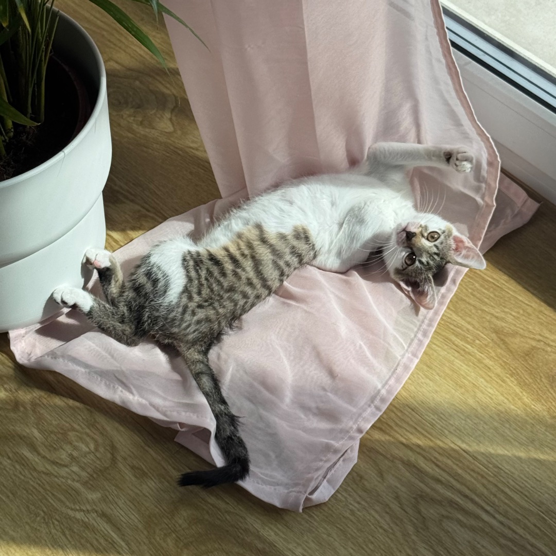 Lychee – kandydat na twarz PETHELP 2027