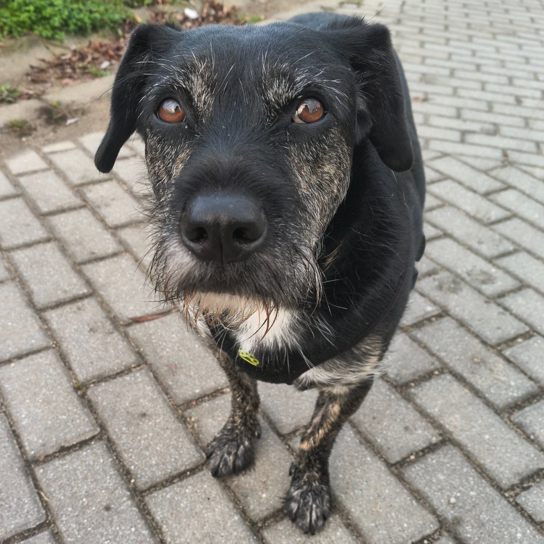 Rufus – kandydat na twarz PETHELP 2027
