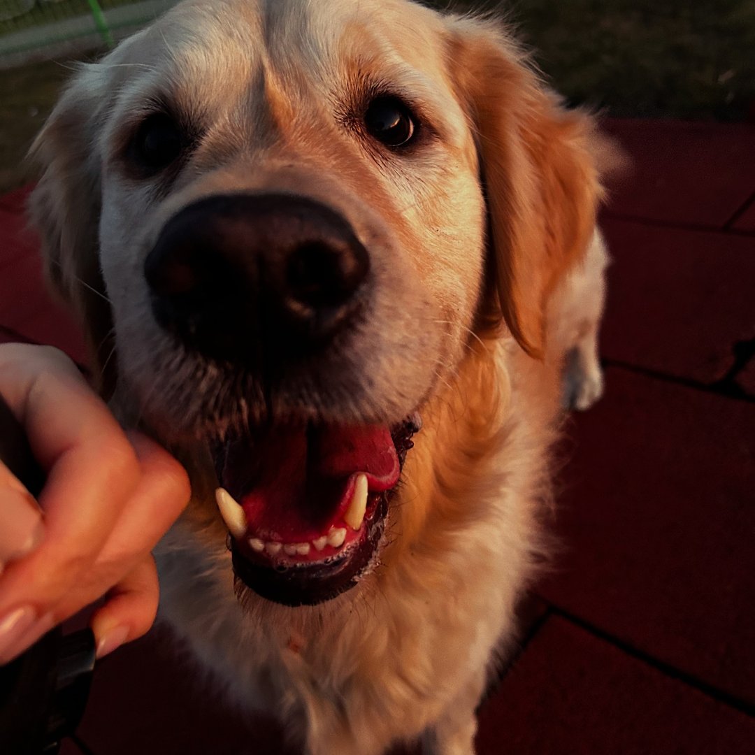 Buddy – kandydat na twarz PETHELP 2027
