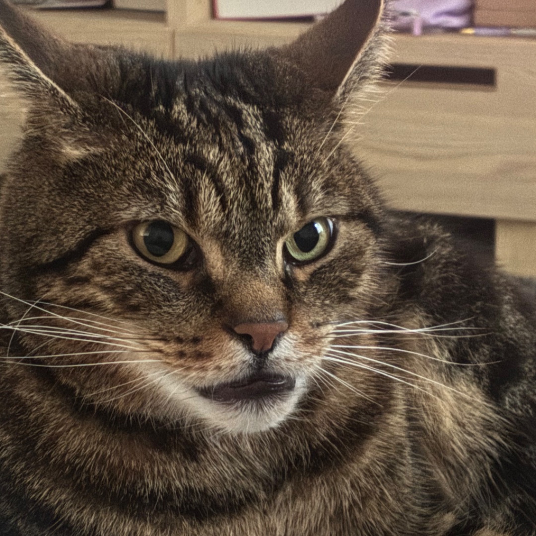 Figaro – kandydat na twarz PETHELP 2027