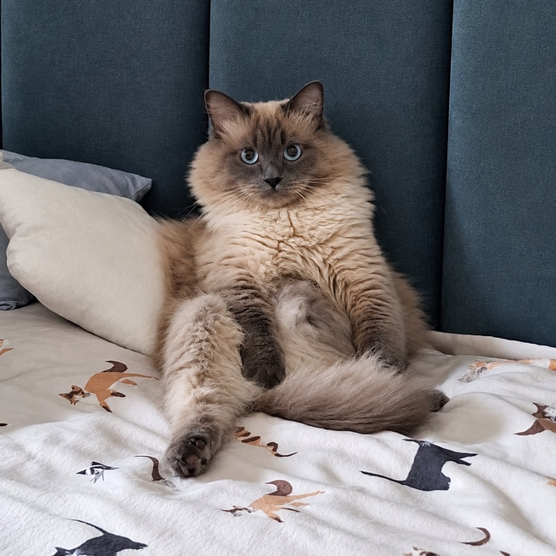Milo – kandydat na twarz PETHELP 2027