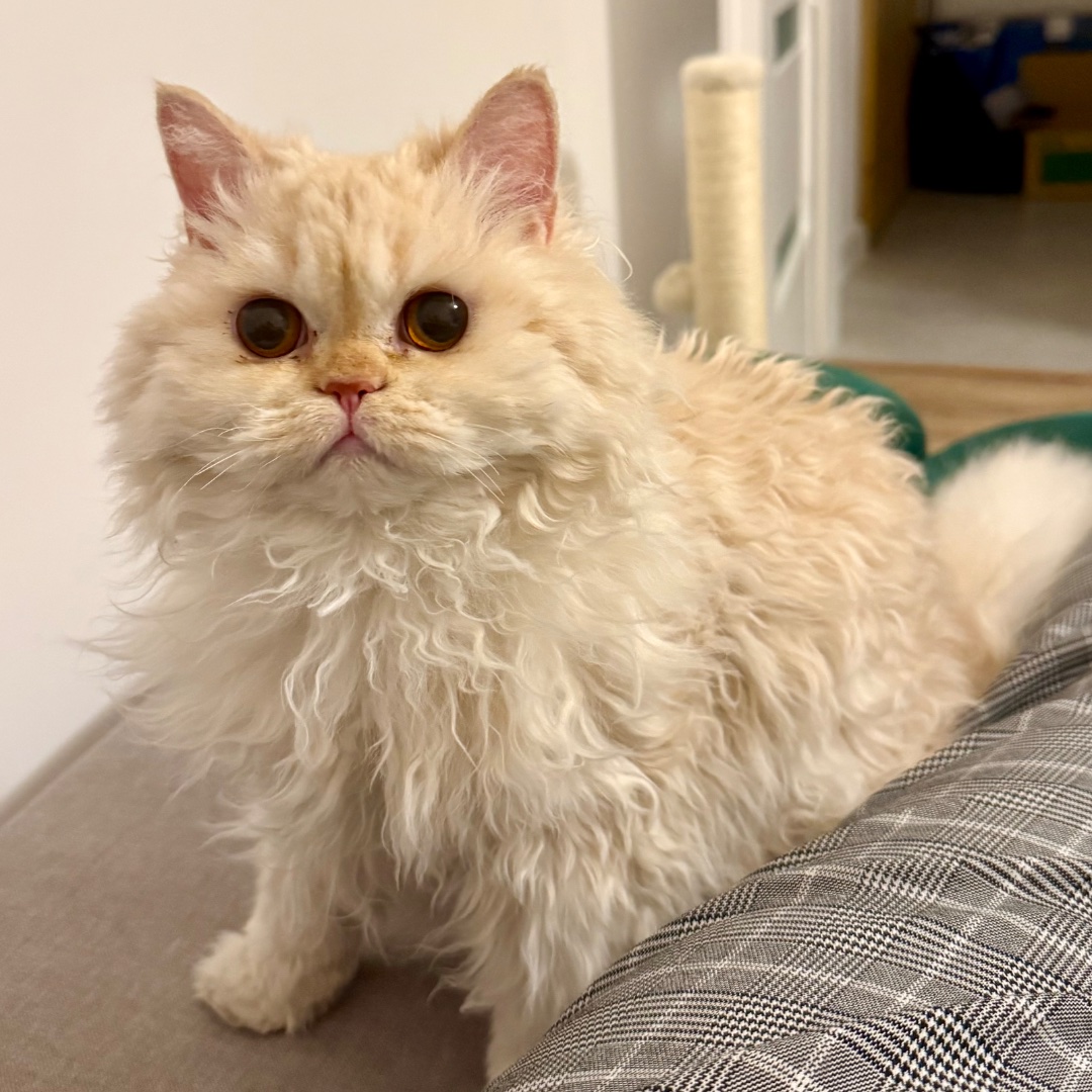 Oreo – kandydat na twarz PETHELP 2027