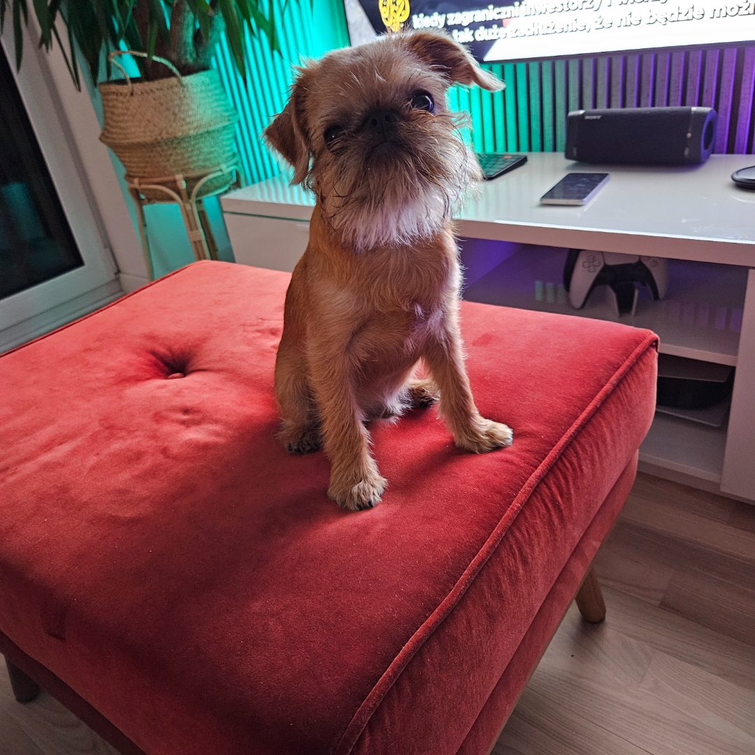 Harnaś – kandydat na twarz PETHELP 2027